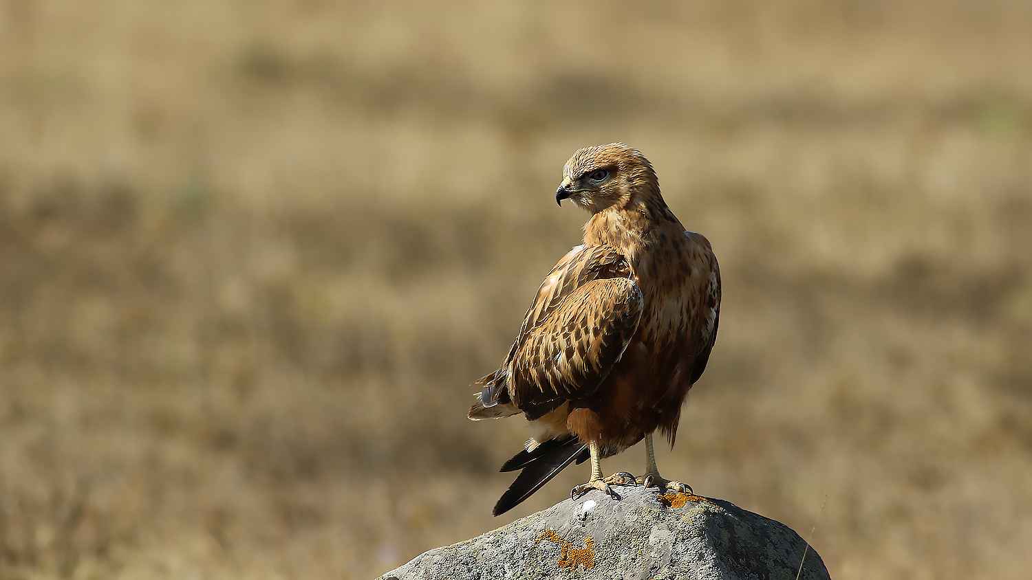 Long-legged Buzzard